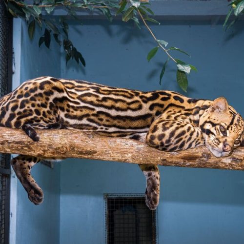 Cultural significance of big cats in Panama’s communities