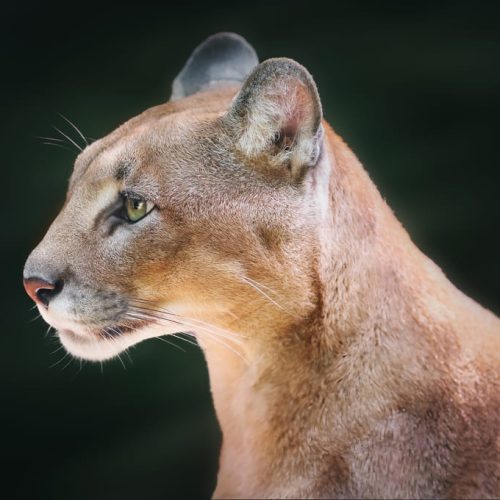The ecological value of jaguars and pumas in Panama