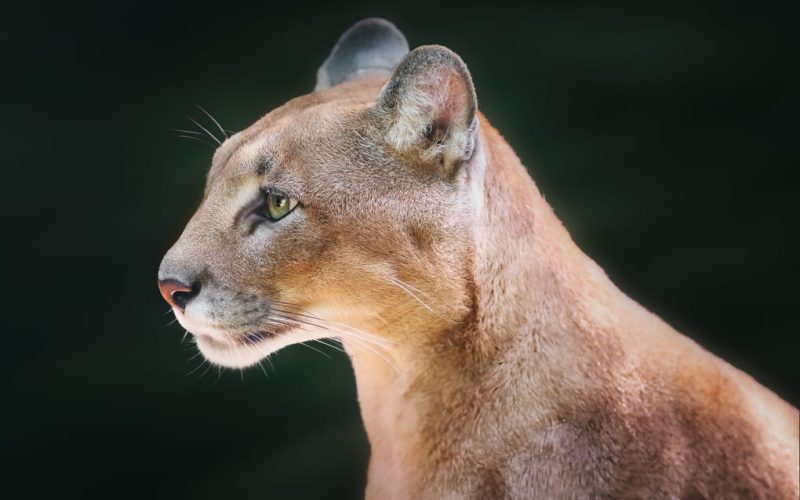 The ecological value of jaguars and pumas in Panama
